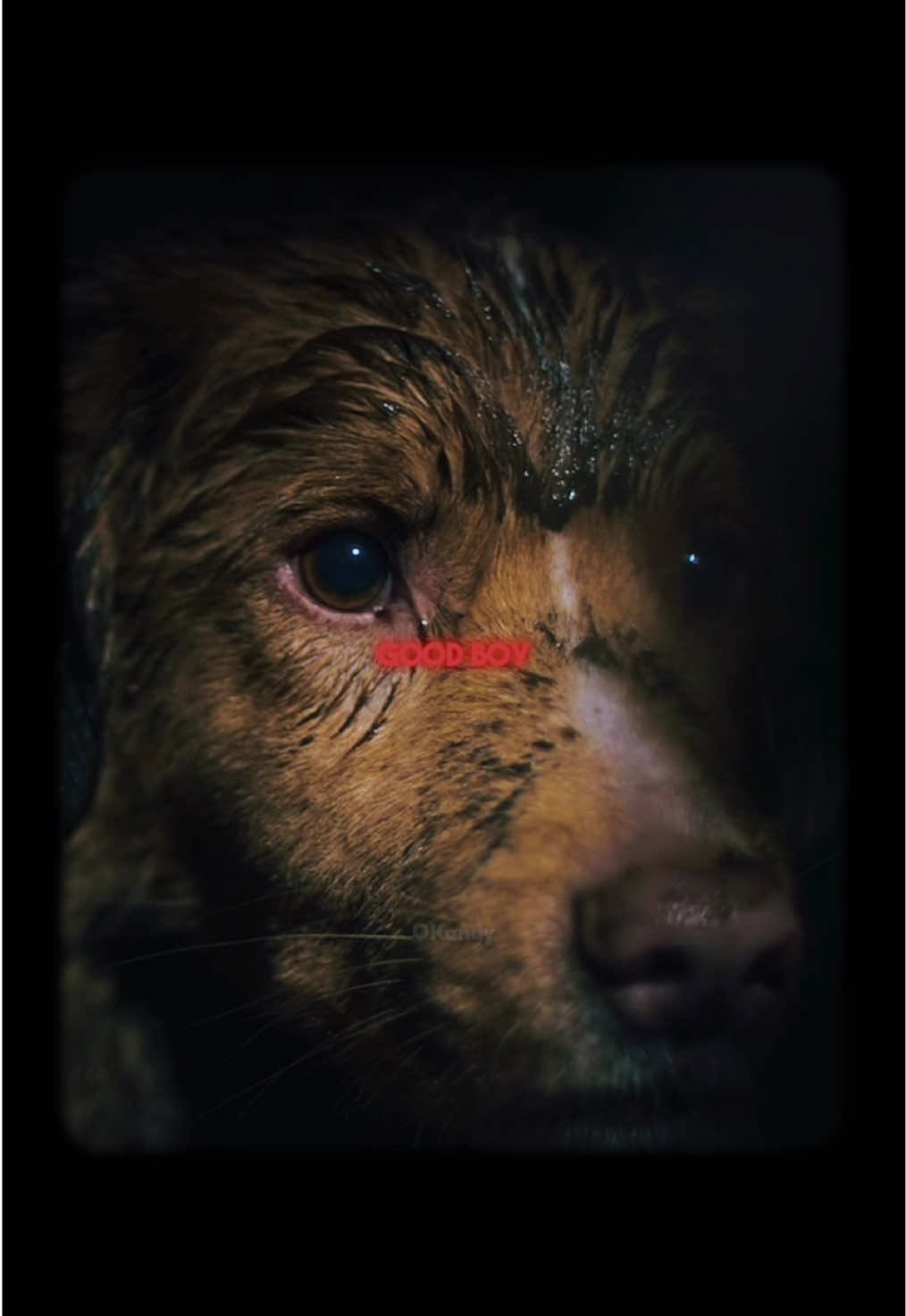 Film horor tapi kok sedih banget jir? 😭 Indy 😭 #goodboy #dog #horror #filmhoror #foryou 