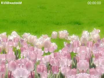 Nắng ấm trong tim (code free in bio) #edit #alightmotion #am #VXB #music #nhachaymoingay #nhacnaychillphet #nhactamtrang #mograph #mographedit #typographyedit #typography #codeam #code #codealightmotion #presetalightmotion #xml #xmlpreset #motiongraph 