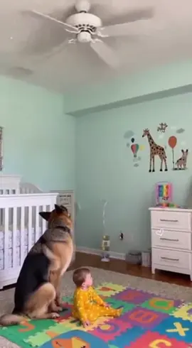 😮🥰 Cachorro salva bebê de ventilador que caiu do teto 😍🥰 #cachorros #foryou #fyp #foryoupage #creatorsearchinsight  creator search insights - Tiktok criador - trend fotos  @userrrr  @Vídeos Virais  @Vídeos Virais 