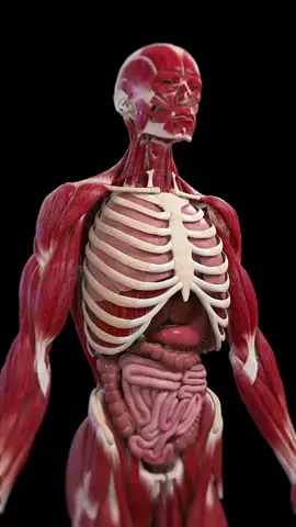 lung and lungs 🤣🤣#sciencepro #sceince #kampala_uganda🇺🇬🇺🇬🤝 #ugandatiktok🇺🇬