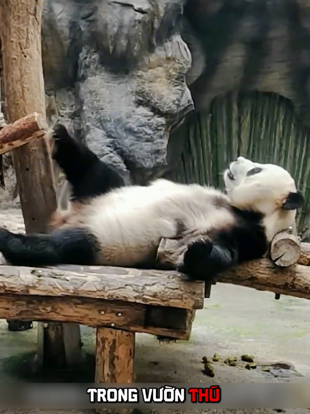 🐼 Chuyện Gì Xảy Ra Nếu Bạn Được Tái Sinh Thành Gấu Trúc?. #khampha #thuvi #dongvat #gautruc #fyp 