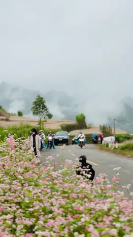 Mùa hoa tam giác mạch hà giang đã đến,cùng nhau đi ngắm hoa thôi cả nhà ơi#xuhuong #hoatamgiacmach #tourhagiang 
