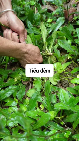 T.iểu đêm thì dùng cây này nh #tieudem #thaoduoc #thaoduocdantoc #batamduoclieuvungcao #LearnOnTikTok 