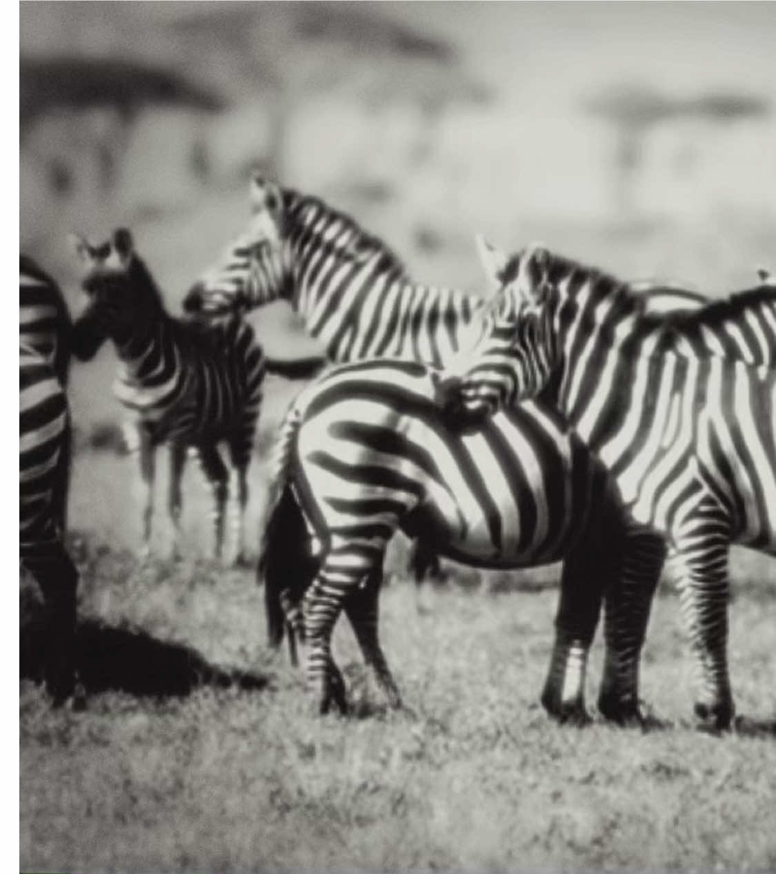 #ZEBRA - Zebras are African equines with distinctive black-and-white striped coats. There are three living species: Grévy's zebra, the plains zebra, and the mountain zebra. Zebras share the genus Equus with horses and asses, the three groups being the only living members of the family Equidae. - #fyp #davidattenborough #looksmax #viral #animalattack #edit #animal #nature #zoology #zoologytok #mog 