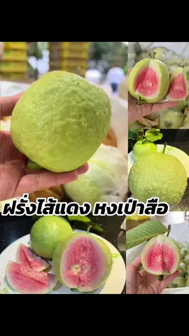 หวาน กรอบ อร่อยมาก #ฝรั่งไส้แดงหงเป่าสือ #ฝรั่งไส้แดง 