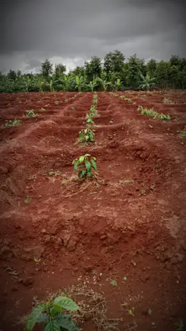 #CapCut sư cố gắng của 2vkck 😊