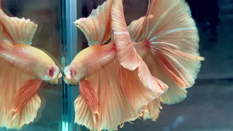 SP Super Yellow 💛💛💛 #betta#fish #xuhuong #viraltiktok 