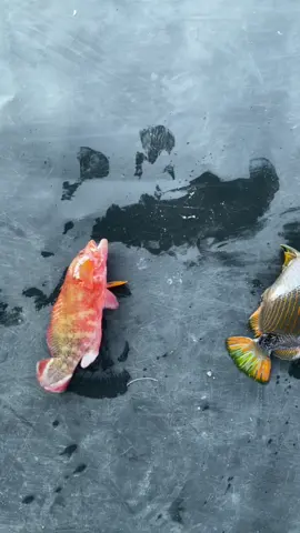 Pulau Batang, Alor Island 🌊 . . . #alorisland #pulaubatang #pantarbaratlaut #nusatenggaratimur #pesonaindonesia 