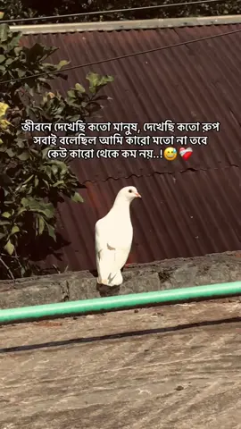 জীবনে দেখেছি কতো মানুষ দেখেছি কতো রুপ সবাই বলেছিল আমি কারো মতো না তবে কেউ কারো থেকে কম নয়..!😅❤️‍🩹 #foryou  #the_spydoo 