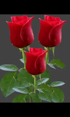 #alabanzascristianas🙌🕊📖 