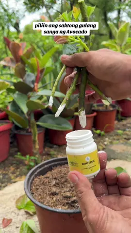 Rooting hormone powder #rootinghormonepowder #rootingplants #propagatingplants #gardeninspiration #plantbased 