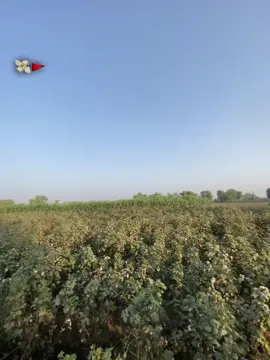 Millionaire💸🤑 #forming🌾 #forourpage #foryoupage #viralvideotiktok 