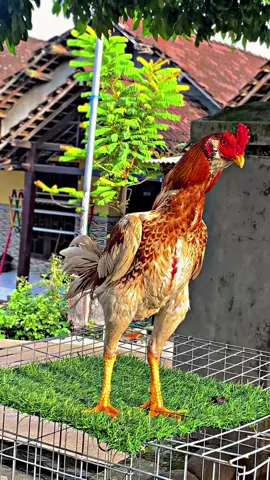 #promomakanharian #pama #pamaiq #pamamesuwan 🤩