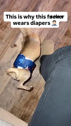 He thought he peed on me 😂  . . . #dodgers #dog #funny 