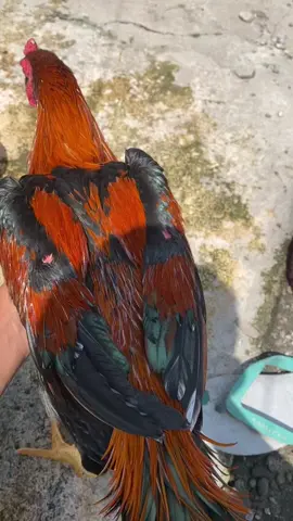 Wiring kuning sritt🧡 #ayambangkoksuper #bangkok #jagonemasyarakat #ayamjago 