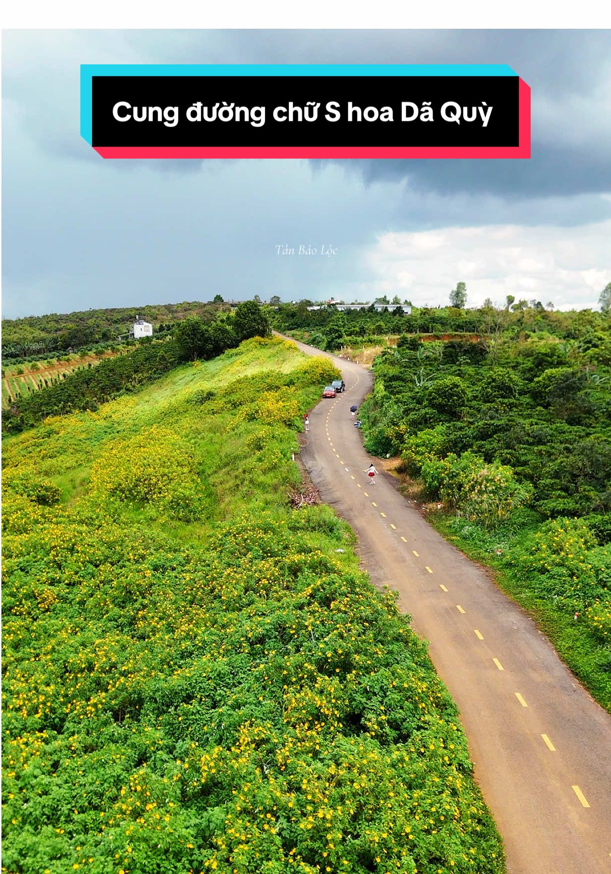 Nghe nói con đường này ở Bảo Lộc đang hot lắm, các bạn đã đi ngắm chưa ??? #tanbaoloc #baoloc #reviewbaoloc #baoloccogi #hoadaquy 