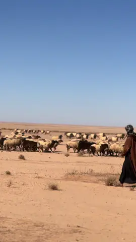 #صحراء_الغربية 