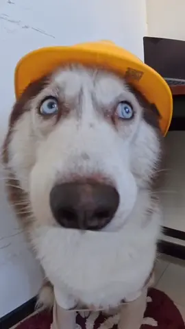 #dogsoftiktok #cutebaby #tiktok #dog 