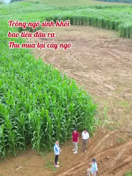 Ai trồng nhiều ngô sinh khối mình bao tiêu đầu ra luôn nhé. #ngosinhkhoi #trongngosinhkhoi #trongngo #channuoi #nuoibo