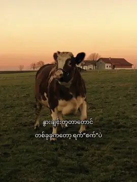 နွားကိုမော့လိုက်ပြီ🤣#fyp #foryoupage #moots? #xybca #07 