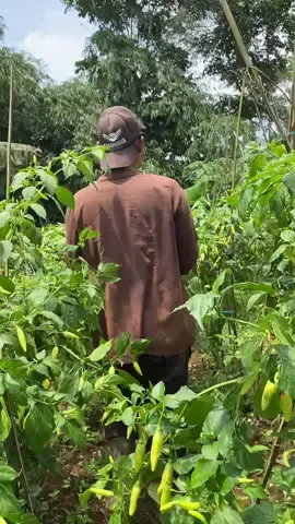 Cangcut d kebon cengek #masbrams #fyp 