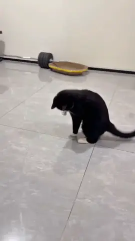 sigembul gabut gak ada temen main#kucinglucu #kucinggemoy 