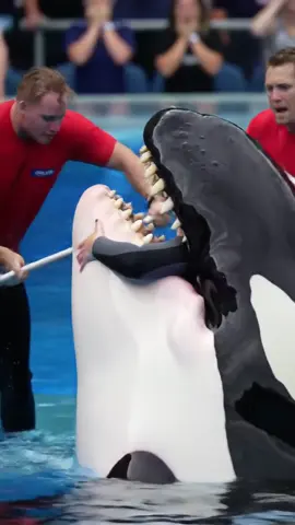 #orcashark #jessica #orcakilljessica #dolphins #treandingvideo 