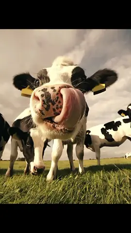 no caption #fyy #fypageシ #tiktok #CapCut 