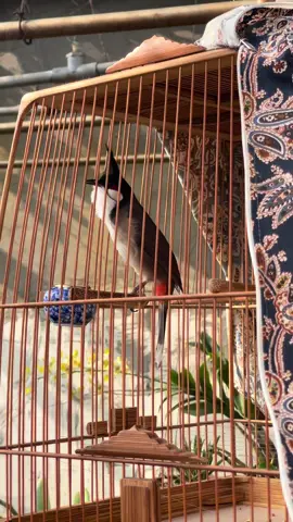 Khởi động tí nắng sáng cùng cám Bộ Ba #huynhvantinh #chimchaomao #chaomaohotdau #bobaphepthuat #camduongdaubobaphepthuat 