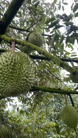 E đẹp mà giá ko đẹp nhé 🤭