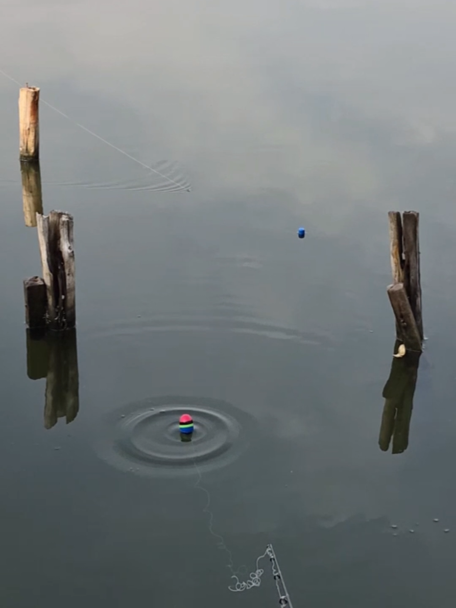 tull tull sluuppp #fyp #reels #fishing #mancing 