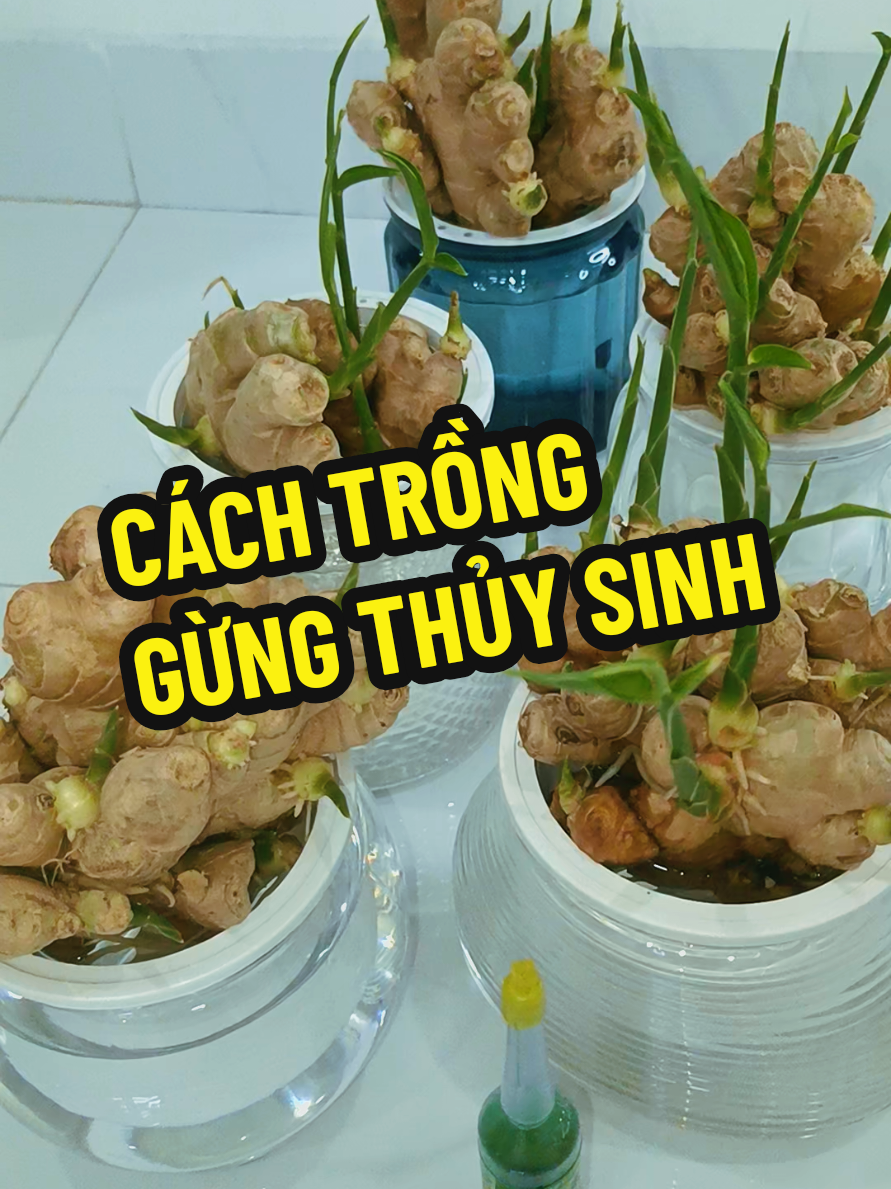 Trả lời @langthang714  Cách trồng đây ạ  Trồng gừng thủy sinh rất tốt cho phong thủy. Chúc mọi người trồng đc những chậu gừng thủy sinh phát triển xanh tươi tốt và có nhiều May Mắn Bình An và Tài Lộc ạ !  #tronggungthuysinh #tronggungphongthuy #mayman #tailoc #vuongkhi 