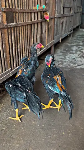 #CapCut #ayambangkoksuper #ekorlidisuper #ayambangkokindinesia #fyp 