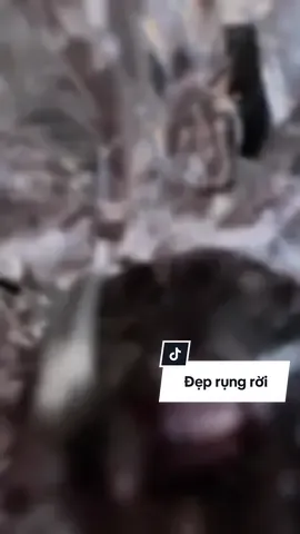 #guocditiec #giàyditiec #loviiecorner #blingbling #sandalcaogot 