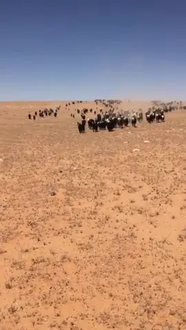 #اكسبلورexplore 