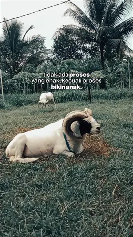 #trend #pternakmuda #tukangngarit #fypviralシ #dombagarut 