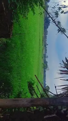 গ্রামের মজা গ্রামেই❤️ #foryoupage #foryou #النصر #فضل_شاكر #الرستاق 