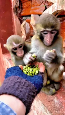 #tiktok #monkey #foryou 