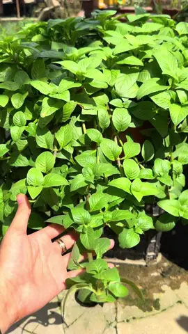 Rau xá xị nó tốt gì đâu#h2thouse #h2tfarm #hatgiong #xuhuongtiktok #rauxaxi 