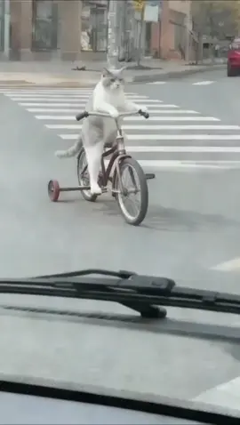 #จ่ายแพงไปทำไม #ทาสแมวของแทร่ #Viralcattiktoks #แมวที่เล่นกีต้าร์ได้นิดหน่อย #คลิปนี้ต้องฟีด  