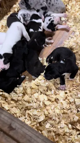 🖤 2 1/2 week old European great Dane puppies… This is what love looks like 🖤#dhanisdanes #crazyladyranch #europeangreatdanes #nightmarebeforechristmas #greatdane 