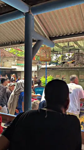 Membara 🔥#muraibatu #muraibatuindonesia #kicomaniapurwodadi #fyp #kicomanianusantara 