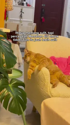 Sungguh sulit 😾 #kucing #cat #catlover #kucingtiktok #cats 