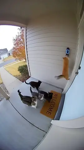 He does this every day like he’s checking attendance 🐱🛎️#tiktok #funny #cat #viral #fyp 