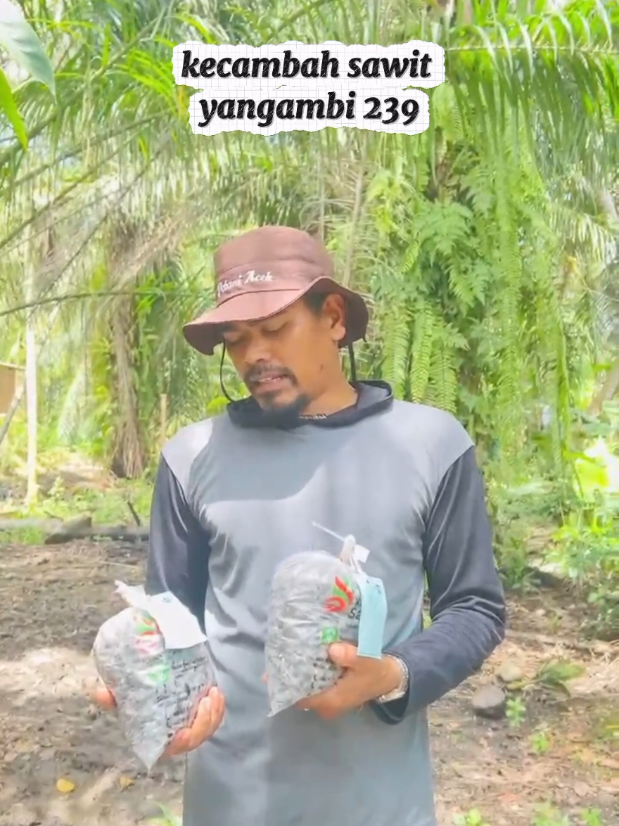#petaniindonesia🇮🇩🇮🇩🇮🇩🌿🌿 #kecambahsawitunggul #ppks #petanimuda #petanimelenial 
