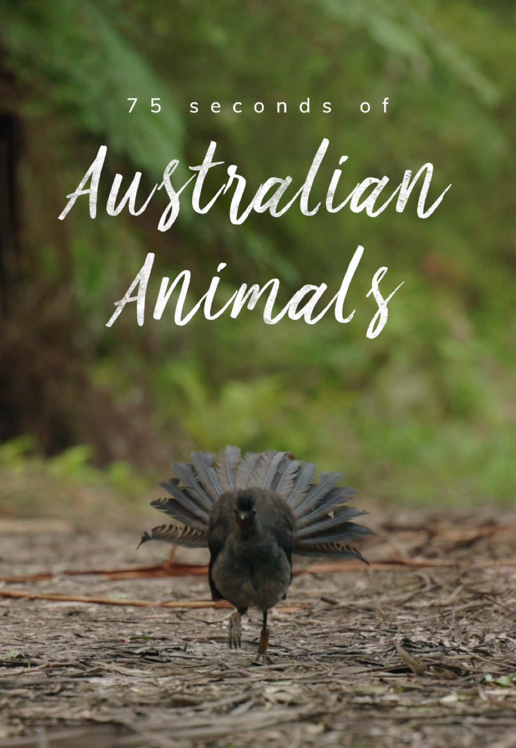 A compilation of some of my favourite clips mixed in with a bunch of rejected clips that I’ve never shared 🦘 Which is your favourite?  In case you missed it, you can vote for me in the TikTok awards once per day, until the 16th (see my profile for details!)  #australia #lyrebird #wildlife #AnimalFacts 