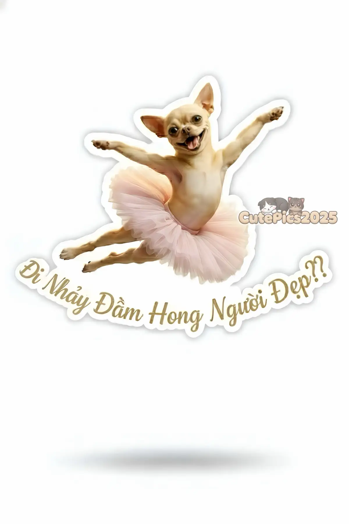 Những biểu cảm dễ thương của Chihuahua rất thích hợp để làm nhãn dán thay lời muốn nói 🤣 #fyp #xuhuong #stickers #chat #cutepics2025 