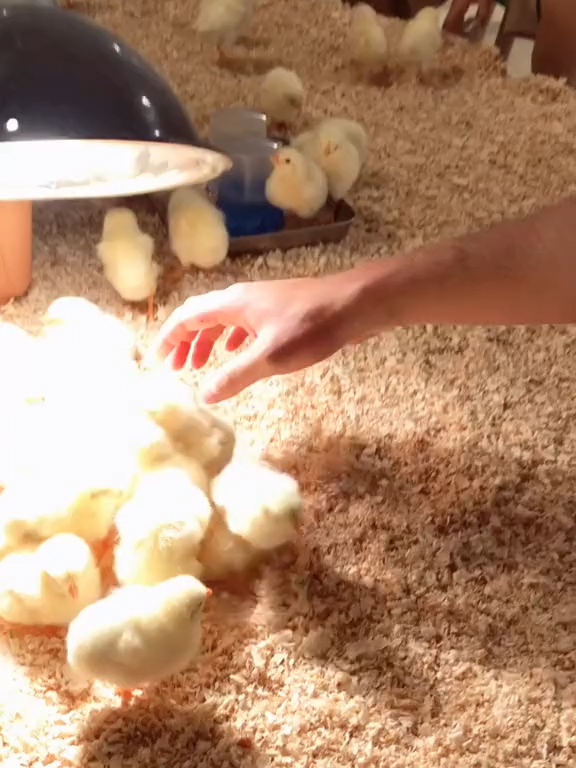 ヒヨコって頭を押さえて3秒くらいすると寝るんですけど、、凄くないですか！？🤨 #ヒヨコ #ねる