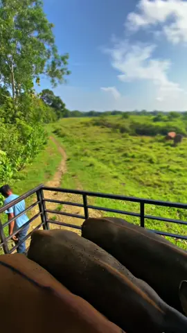 #peternak #masukberandafyp #peternakmuda #bugisbone 