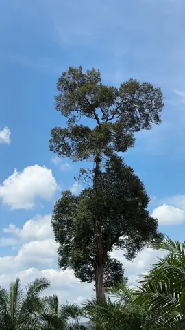 Kancang ka duyan 😅 #musimdurian 